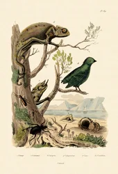 Fausse Blister Beetle, 1833-39